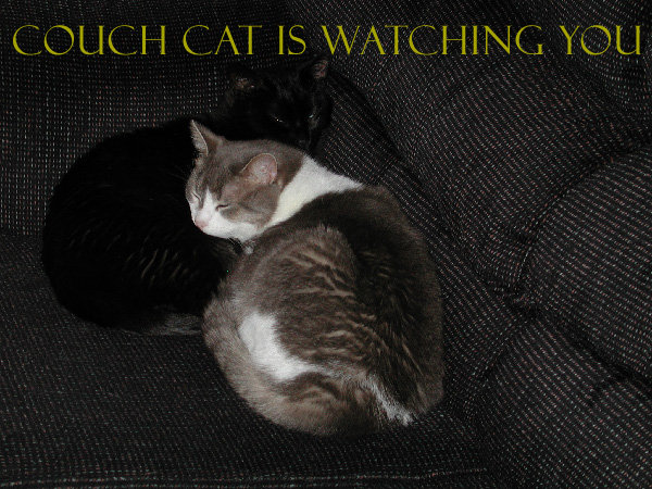 CouchCat
