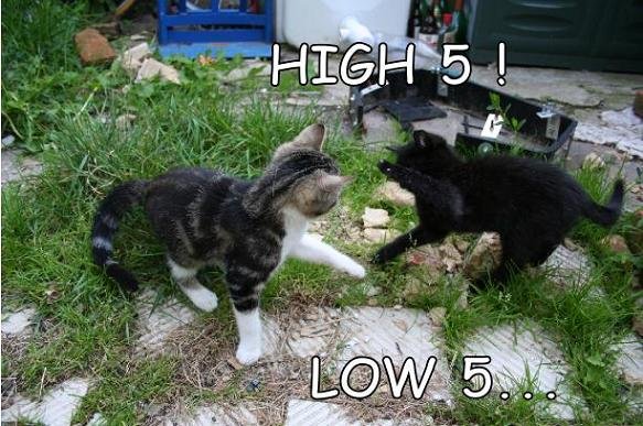 HIGH-5