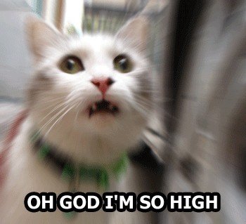 Kitty-high