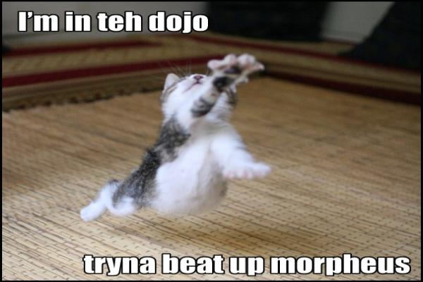 dojocat