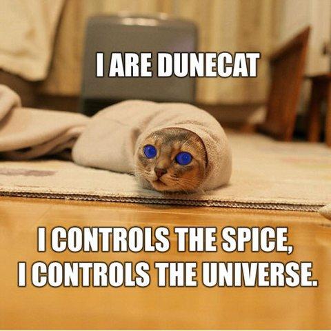 [Image: dune-cat.jpg]