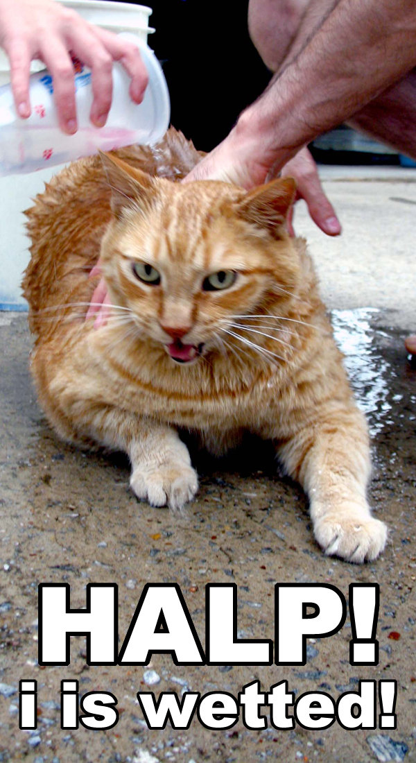 halp-all-wet