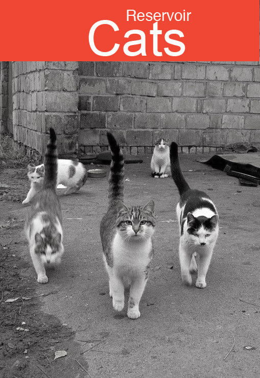 reservoir-cats.jpg