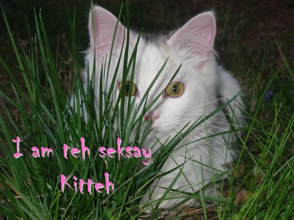 sexy-kitty