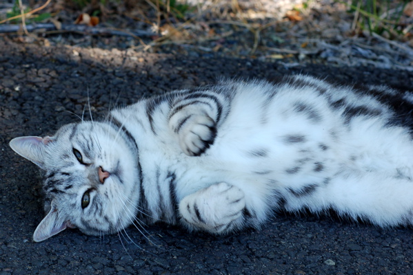 Stray cat