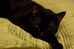 Sleepy kitty